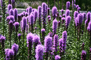 liatris spicata