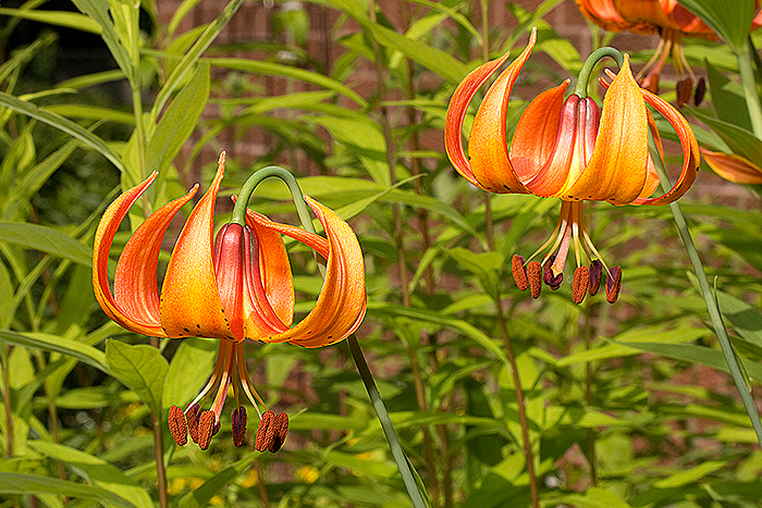Lilium michiganense