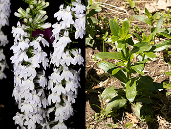 Lobelia spicata