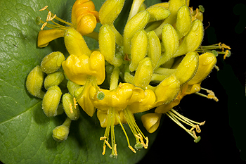 Lonicera hirsuta