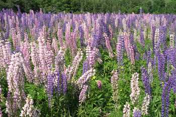 A field of lupines