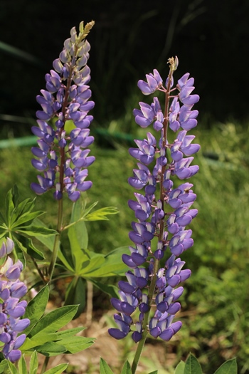 Lupine flowers