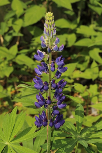 Lupines with their palmate leaves