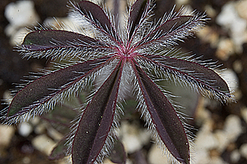 Lupine leaves emerging