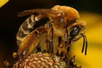 Melissodes trinodis