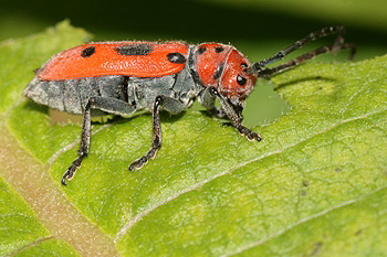 Milkweed beetle