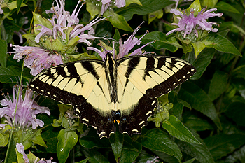 Monarda with Eastern tiger swallowtail