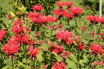 Monarda 'Jacob Kline"