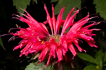 Monarda didyma 'Jacob Cline'