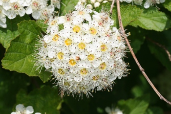 Ninebark