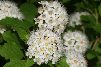 Ninebark