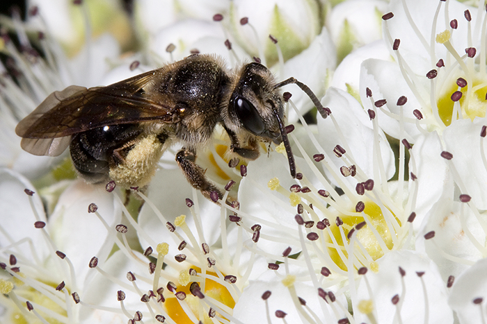 Ninebark with andrena