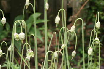 Nodding wild onions