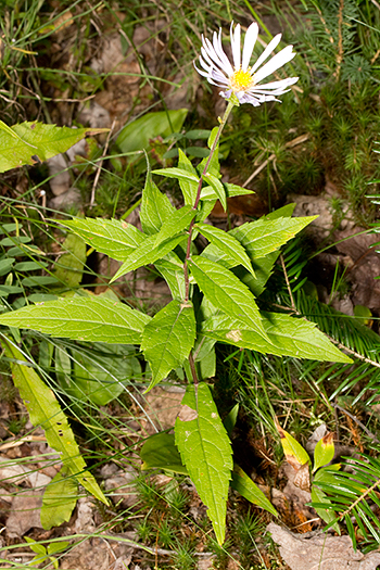Oclemena acuminata is not a suitable aster for suburban gardens.