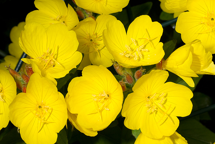 The flowers of sundrops