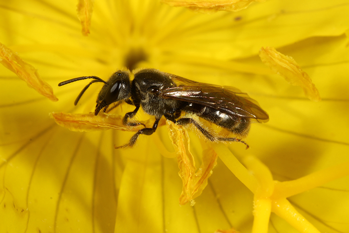 Lassioglossum oenotherae