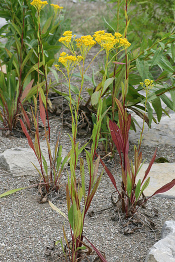 Ohio goldenrod
