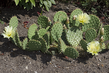 Opuntia humifusa