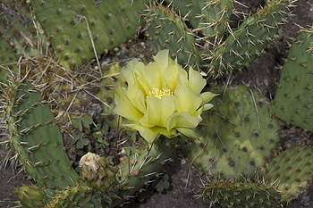 Flower of Opuntia humifusa