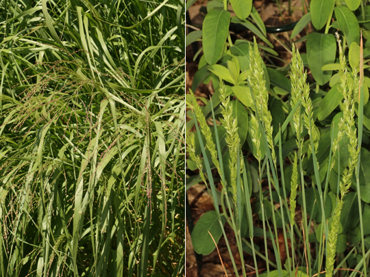 Panicum and Koelieria