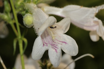 Penstemon digitalis closeup