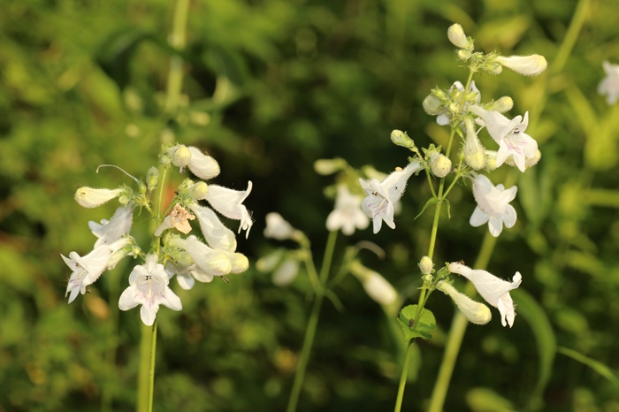 Penstemon digitalis