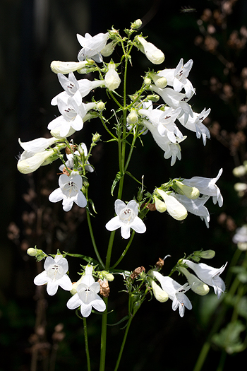 Penstemon bloom