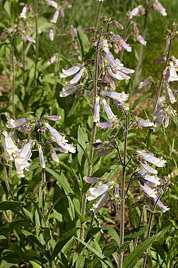 Penstemon hirsutus flowers