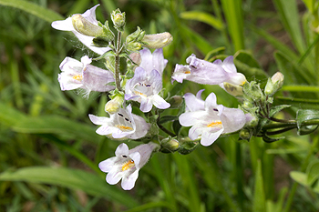 Penstemon pallidus is the rarest Penstemon in Ontario