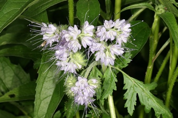 Phacelia tanacetifolia