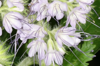 Phacelia tanacetifolia
