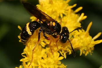 Philanthus gibbosus on Solidago graminifolia