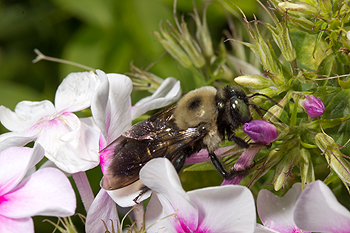 Phlox with carpenter bee