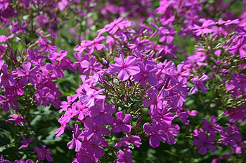 phlox