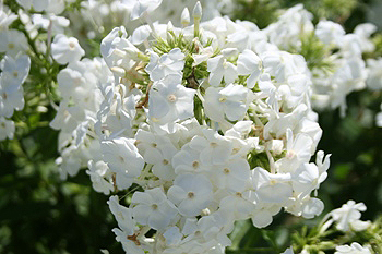 Phlox 'David'
