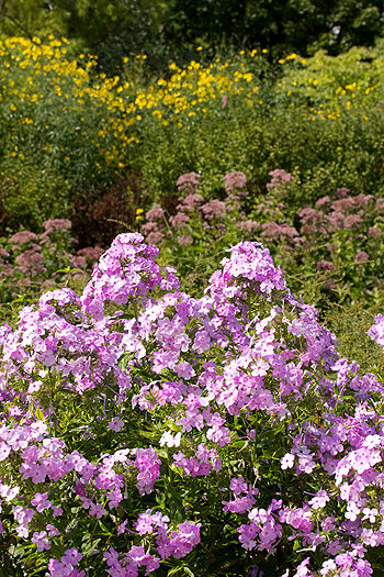 Phlox maculatum