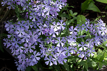Phlox divaricata