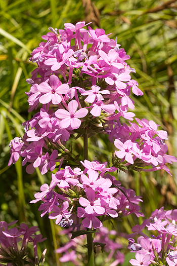 Phlox paniculata 'Jeana"
