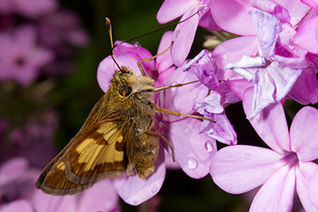 Phlox paniculata 'Jeana' with Peck's skipper