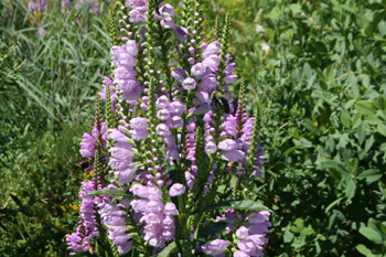 physostegia