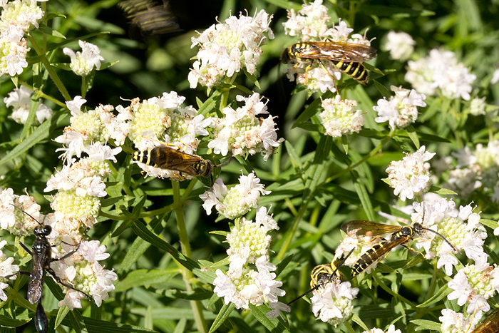 Pycnanthemum tenuifolium