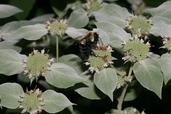 Pycnanthemum muticum