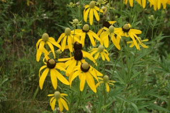 Gray-headed coneflower