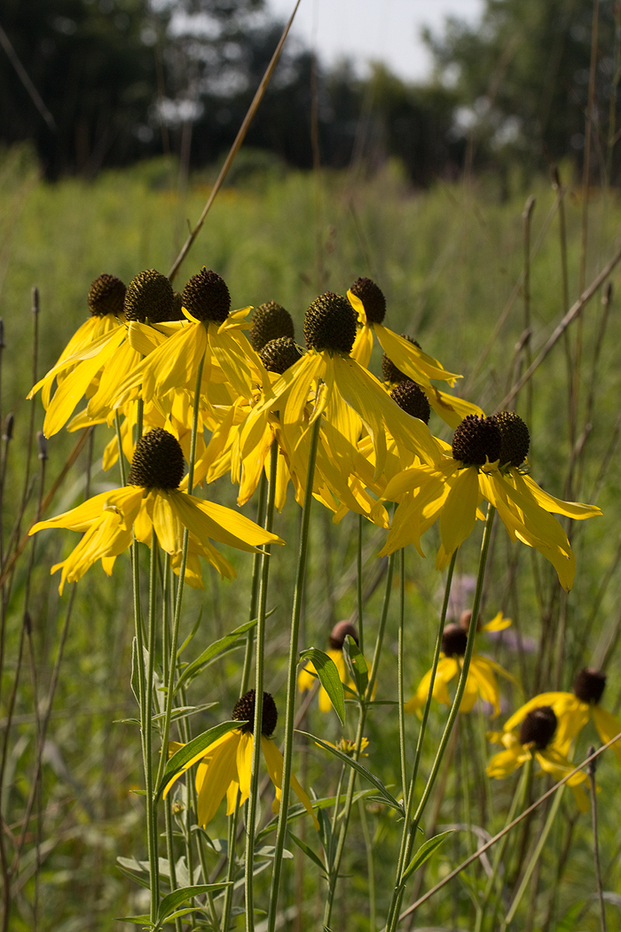 Grey coneflower is adds a touch  of beaty to prairie landscapes