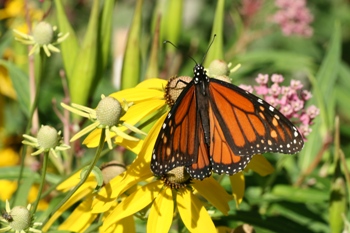 Ratibida with Monarch