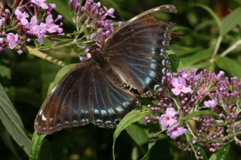 Red spotted purple