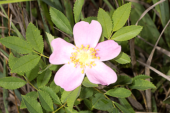 Rosa arkansana