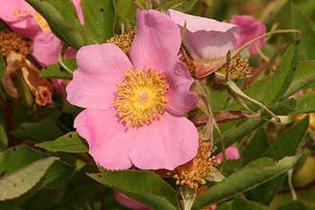 Rosa palustris