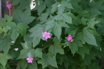 Rubus flower
