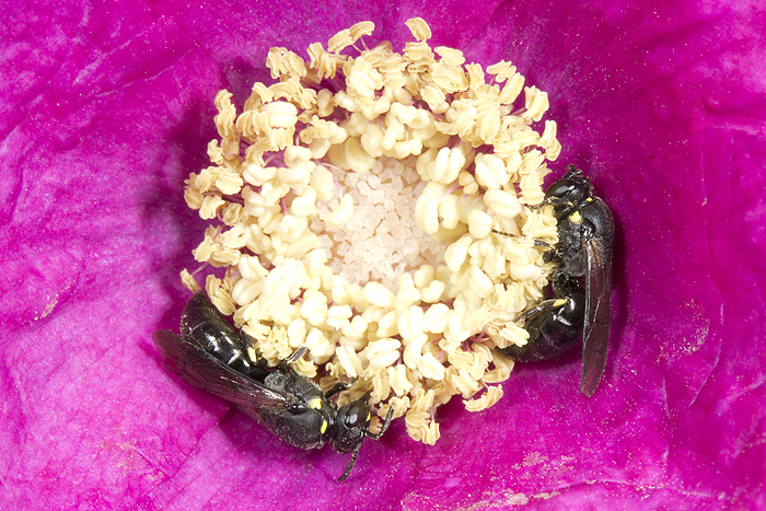 Rubus odoratus with Hylaeus